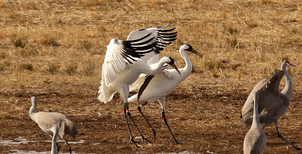 Sweet home Alabama - Whooping Cranes love our state 2 Photo by - International Crane Foundation