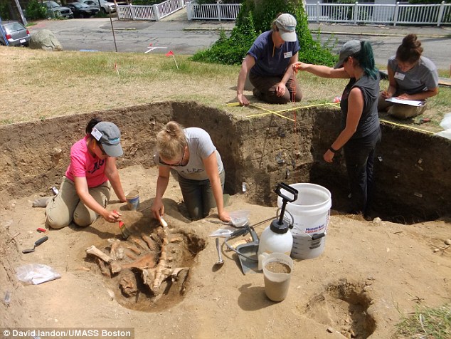 Photo by David Landon UMASS Archaeologists uncover proof of original Plymouth settlement, just in time for Thanksgiving Day