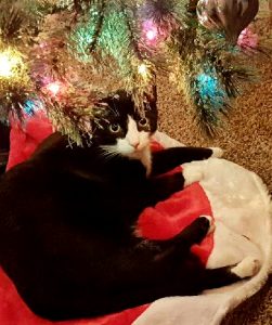 Babycat, Birmingham, Alabama,Christmas
