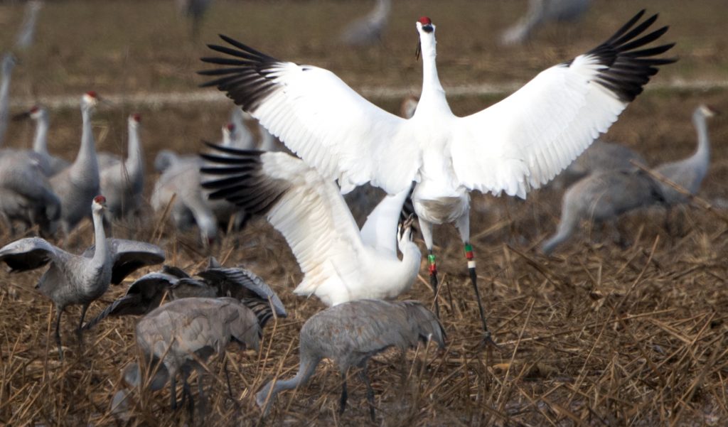 "Whooping crane at play" - Wheeler National Wildlife Refuge. Photo by: George Lee