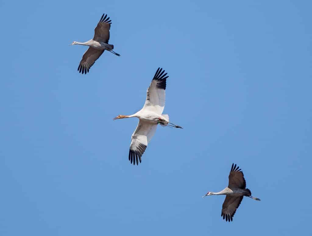 Despite federal shutdown, the 2019 Festival of the Cranes at Wheeler NWR is ON (Photos) 6 Sandhill cranes with a juvenile whooping crane in the center - photo by George Lee