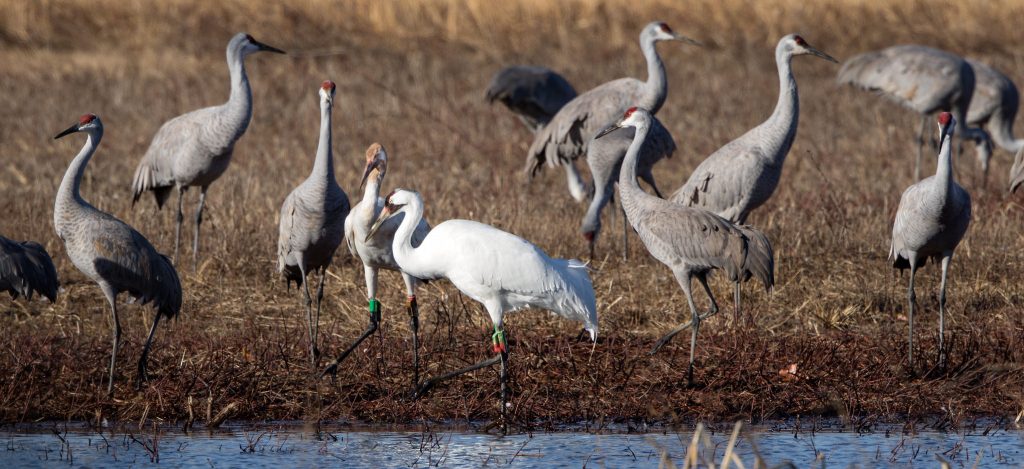 Whooping crane surrounded by sandhill cranes - photo by George Lee