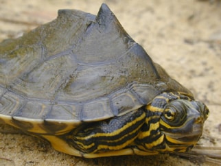 Barbours Map Turtle - 51% of North America's freshwater turtles are found in Alabama