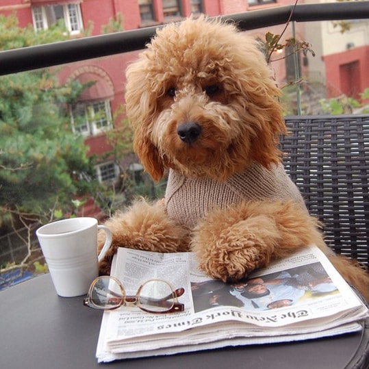 6 Bham Pups whose Instagrams you should be following 6 Bham Pups whose Instagrams you should be following