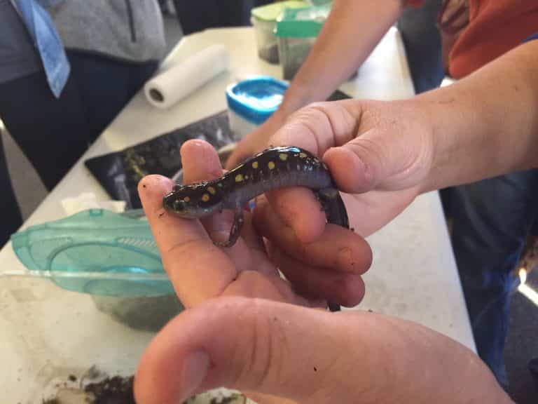 Friends of Shades Creek – Meet your friendly neighborhood salamander Friends of Shades Creek – Meet your friendly neighborhood salamander