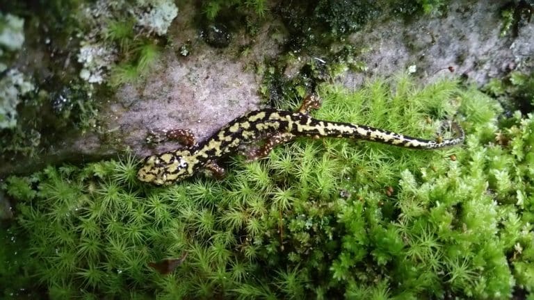 JSU Little River Canyon Center: Build your February calendar with hikes, stars, birds and jazz