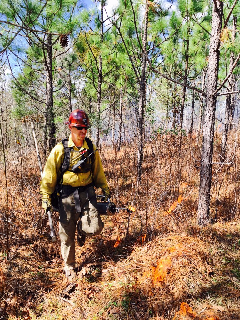 Snap, crackle, pop®! The Nature Conservancy bringing back Alabama’s longleaf pine forest with fire Snap, crackle, pop®! The Nature Conservancy bringing back Alabama’s longleaf pine forest with fire
