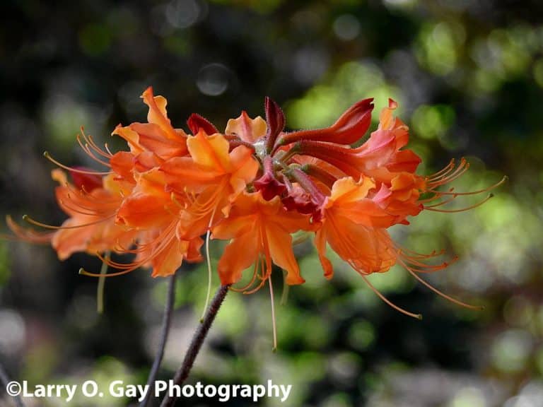 Good morning Birmingham! Spring has arrived at Aldridge Gardens – photos by Bham Now’s Larry O. Gay