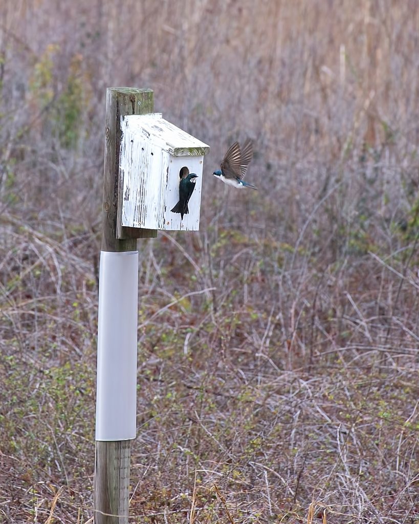 Rare (in Alabama) Tree Swallows make Limestone Park their home