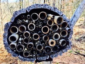 Ruffner Mountain Birmingham Alabama