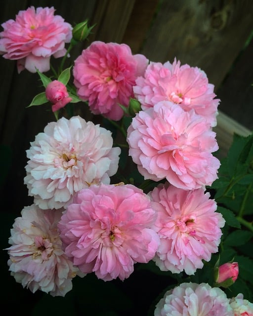 Birmingham Rosarian on Rose Selection and Plant Care