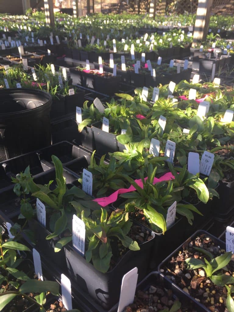Volunteers preparing thousands of plants for Birmingham Botanical Gardens Spring Plant Sale