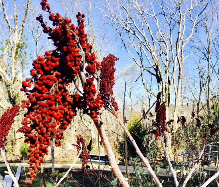 So, you love native plants…. So, you love native plants….