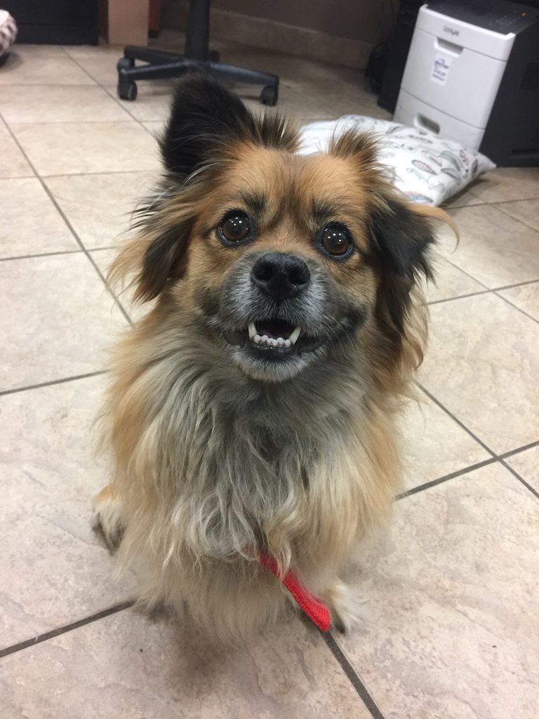 Adorable and Adoptable Pet of the Week: Girl