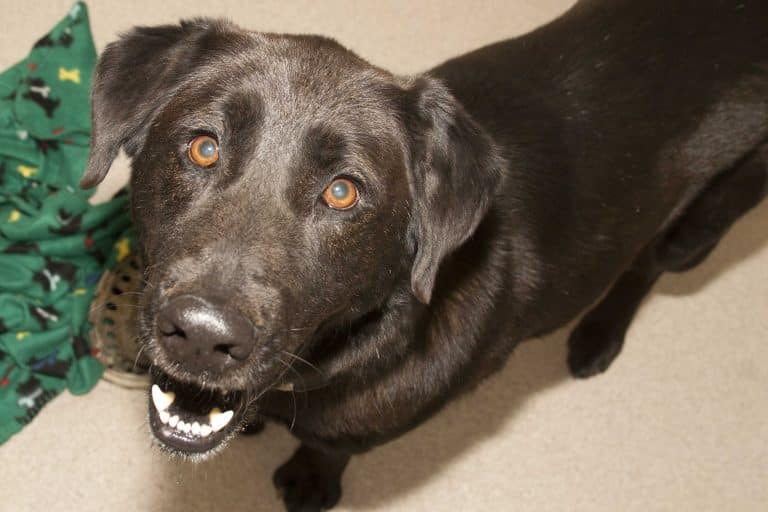 Adorable and Adoptable Pet of the Week: Buster