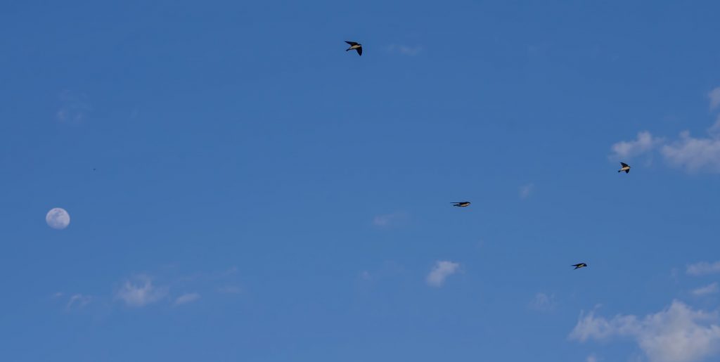 treeswallowsflying Rare (in Alabama) Tree Swallows make Limestone Park their home