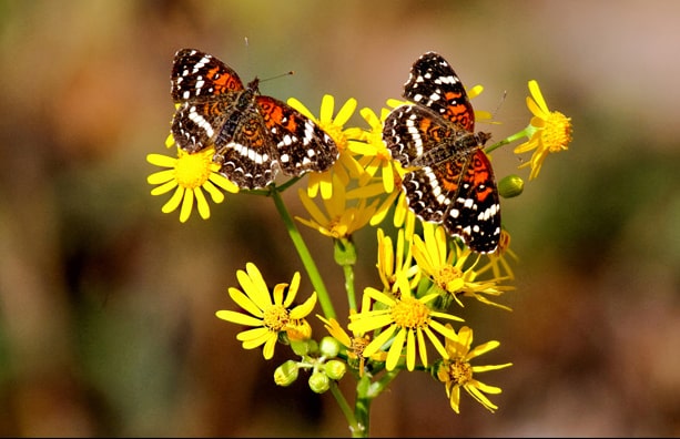 The Alabama Butterfly Atlas website was launched today and it is beautiful