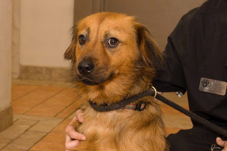 Adorable and Adoptable Pet of the Week: Nala Adorable and Adoptable Pet of the Week: Nala