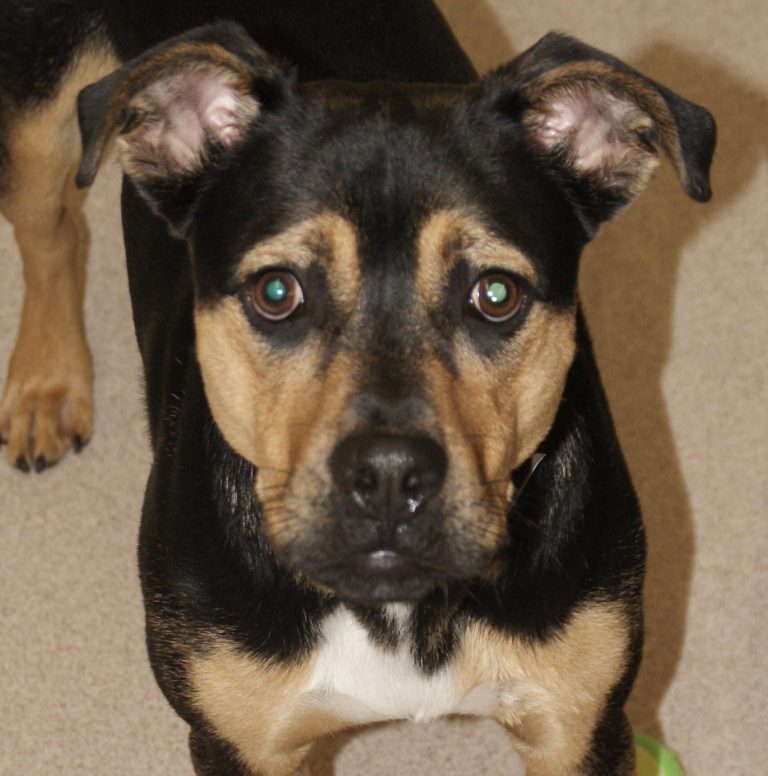 Adorable and Adoptable Pet of the Week Birmingham AL Bham Now Greater Birmingham Humane society