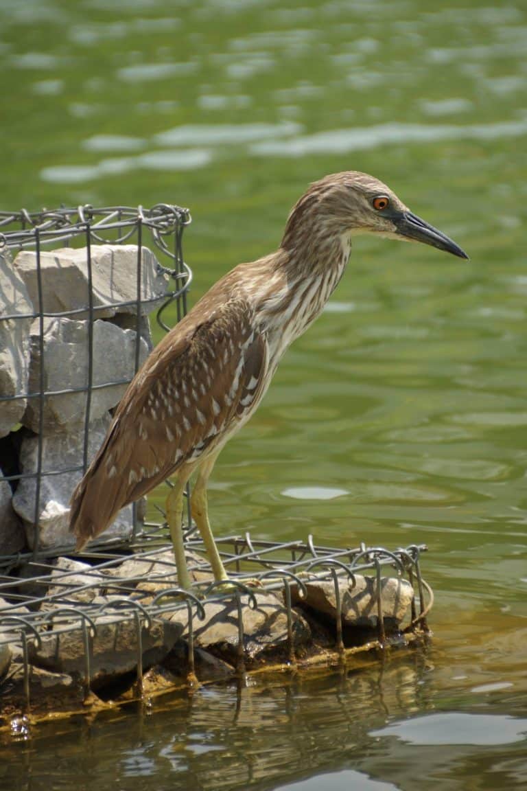 Birmingham’s parks becoming a birding mecca (photo essay) Birmingham’s parks becoming a birding mecca (photo essay)