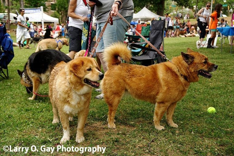 Celebrating our community’s beloved animals – Do Dah Day 2017 (photos)