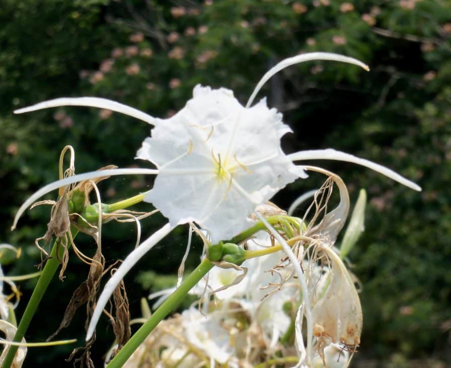 Cahaba lily