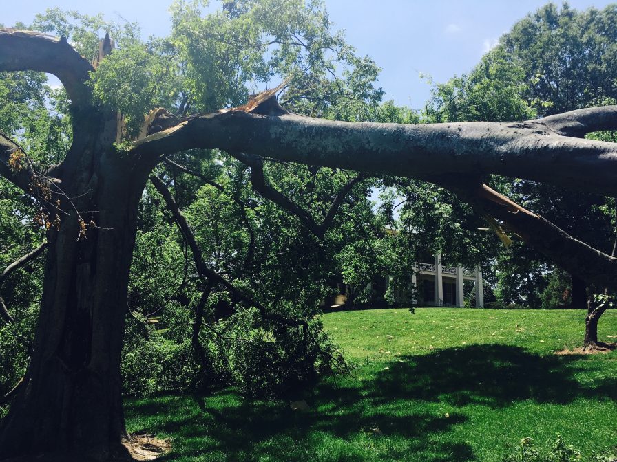 Fallen historic tree at Arlington: replace it with a centennial tree (photos) 1 Arlington Birmingham Alabama