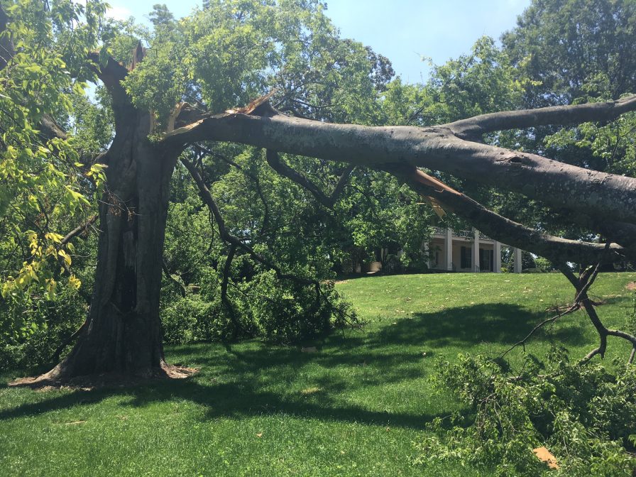 Fallen historic tree at Arlington: replace it with a centennial tree (photos) 4 Arlington Tree