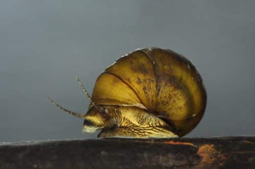 Snails Alabama