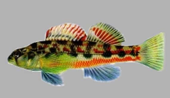 Why Alabama’s rivers are America’s Amazon