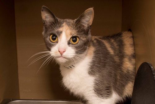 Adorable and Adoptable Pet of the Week: Lucy Birmingham AL Lucy the Calico