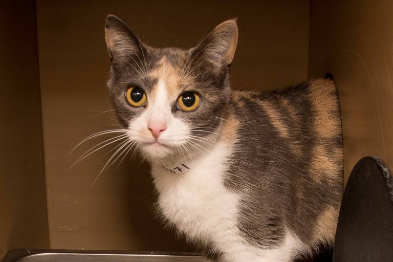 Adorable and Adoptable Pet of the Week: Lucy