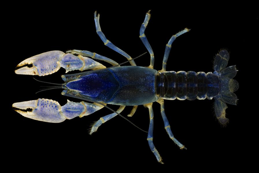 7 ways to celebrate Earth Day 2022 in Birmingham Area 6 Crayfish Alabama