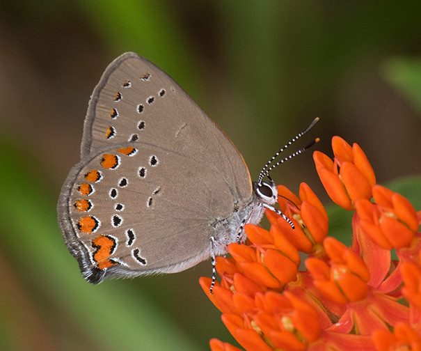 The Alabama Butterfly Atlas needs your help! (9 beautiful images) 4 Birmingham Alabama