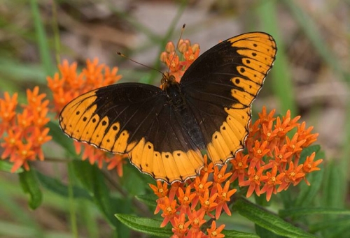 Make the most on the trail this Fall. Discover the Alabama Plant and Butterfly Atlases (photos) 5 Birmingham Alabama
