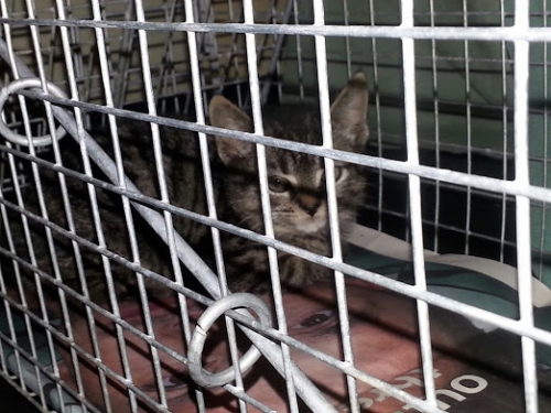 Cat trapping to solve overpopulation in Birmingham 1 Image may include: cats, trapping, cat trapping