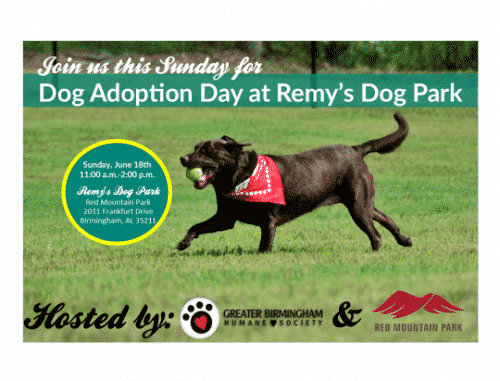 Dog Adoption at Remy's Dog Park Red Mountain Birmingham AL