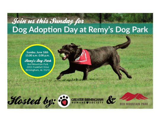 Dog Adoption at Remy's Dog Park Red Mountain Birmingham AL 