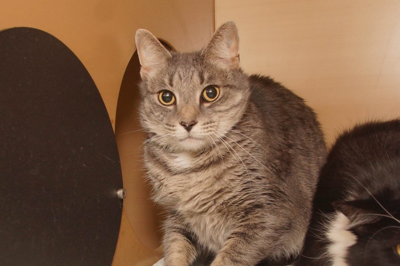 Adorable and Adoptable Pet of the Week cats The Greater Birmingham Humane Society Birmingham aL Bham Now Grey Boy 