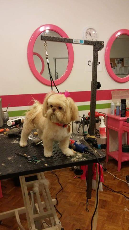 A Birmingham guide to finding your local doggie groomer 7 A Birmingham Guide to finding the local pet groomers