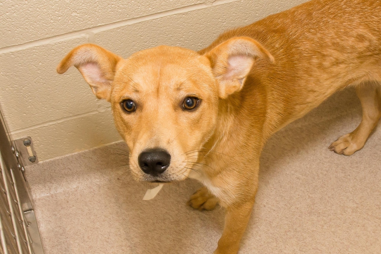Adorable and Adoptable Pet of the Week: Henry and Snowball 1 Henry Adorable and Adoptable Pet of the Week: Henry and Snowball