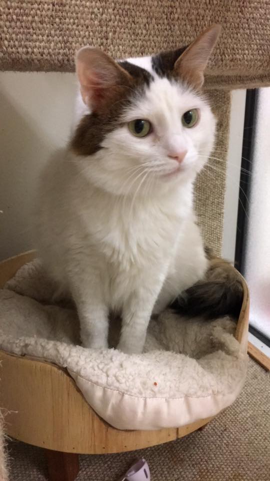 Snowball Adorable and Adoptable Pet of the Week: Henry and Snowball