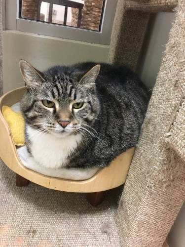 Greater Birmingham Humane Society Adorable and Adoptable Pet of the Week: Sassy Max