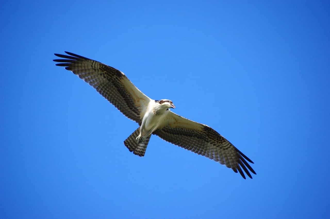 Birmingham Audubon: November and December are for the "birds" 2 Birmingham Alabama