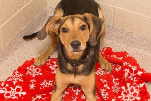 Adorable and Adoptable Pet of the Week Steris Health Birmignham AL Bham Now Minnie Greater Birmingham Humane Society