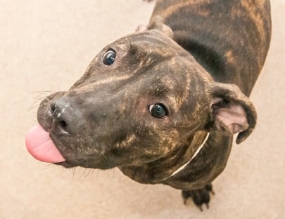 Adorable and Adoptable Pet of the Week: Leela and Wiggle