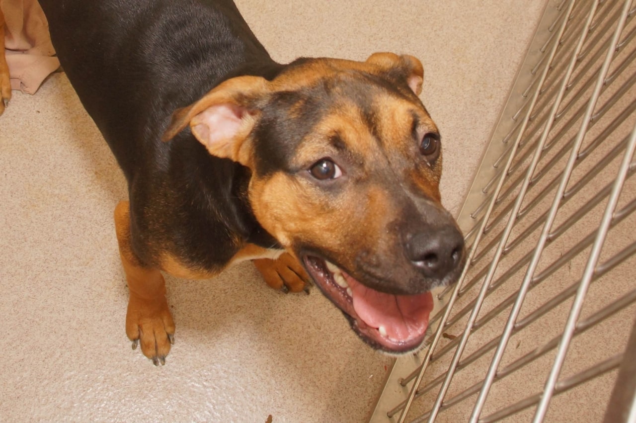 Adorable and Adoptable Pet of the Week: Marbles 1 Adorable and ADoptable Pet of the Week Marbles