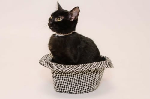 Adorable and Adoptable Pet of the Week Woody and Conway
