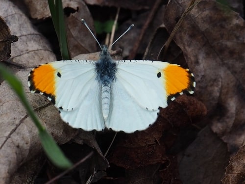 Bham Now Nature Roundup for the week of March 9, 2018 3 347 Falcate Orange Tipsfw AL Shelby Co Oak Mountain SP 20160320 19 Charny Bham Now Nature Roundup for the week of March 9, 2018