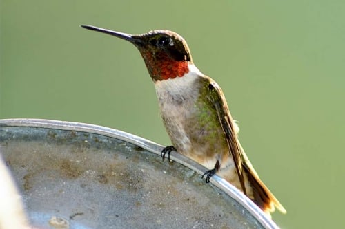 Ruby throated hummingbird 3 Bham Now Nature Roundup end of the year conservation directory